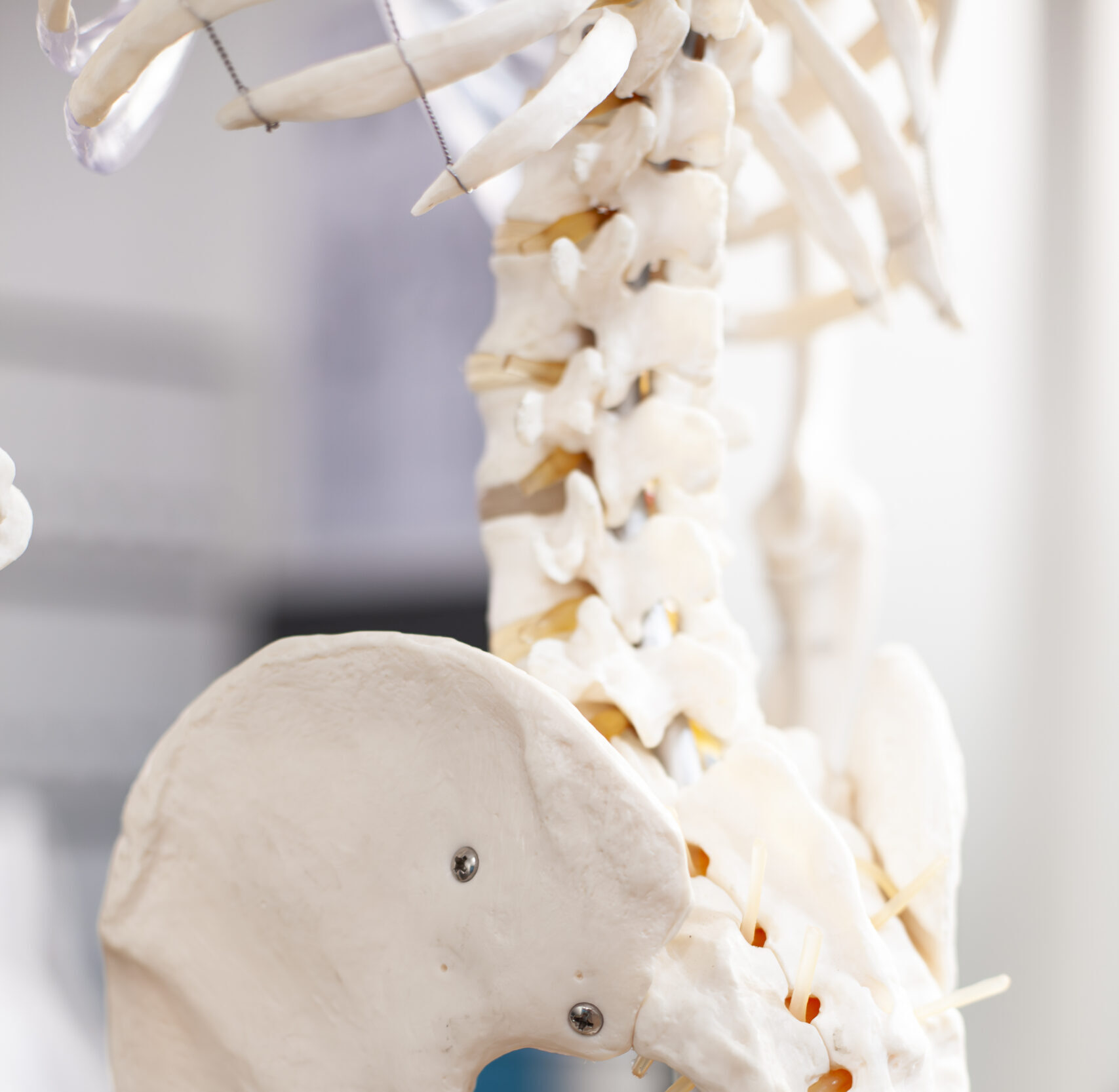 In clinical setting, closeup of pelvis in human skeleton model positioned for osteopathic assessment in empty medical office. Sideview shot of pelvic bone structure in vacant hospital room.